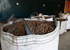 Nuts arrive at the Royal Macadamia factory where defects and moisture levels are tested before intake.
