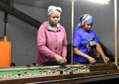 Dried nuts are checked and sorted for the first time.